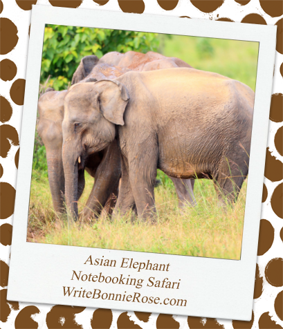 Notebooking Safari – Thailand and the Asian Elephant
