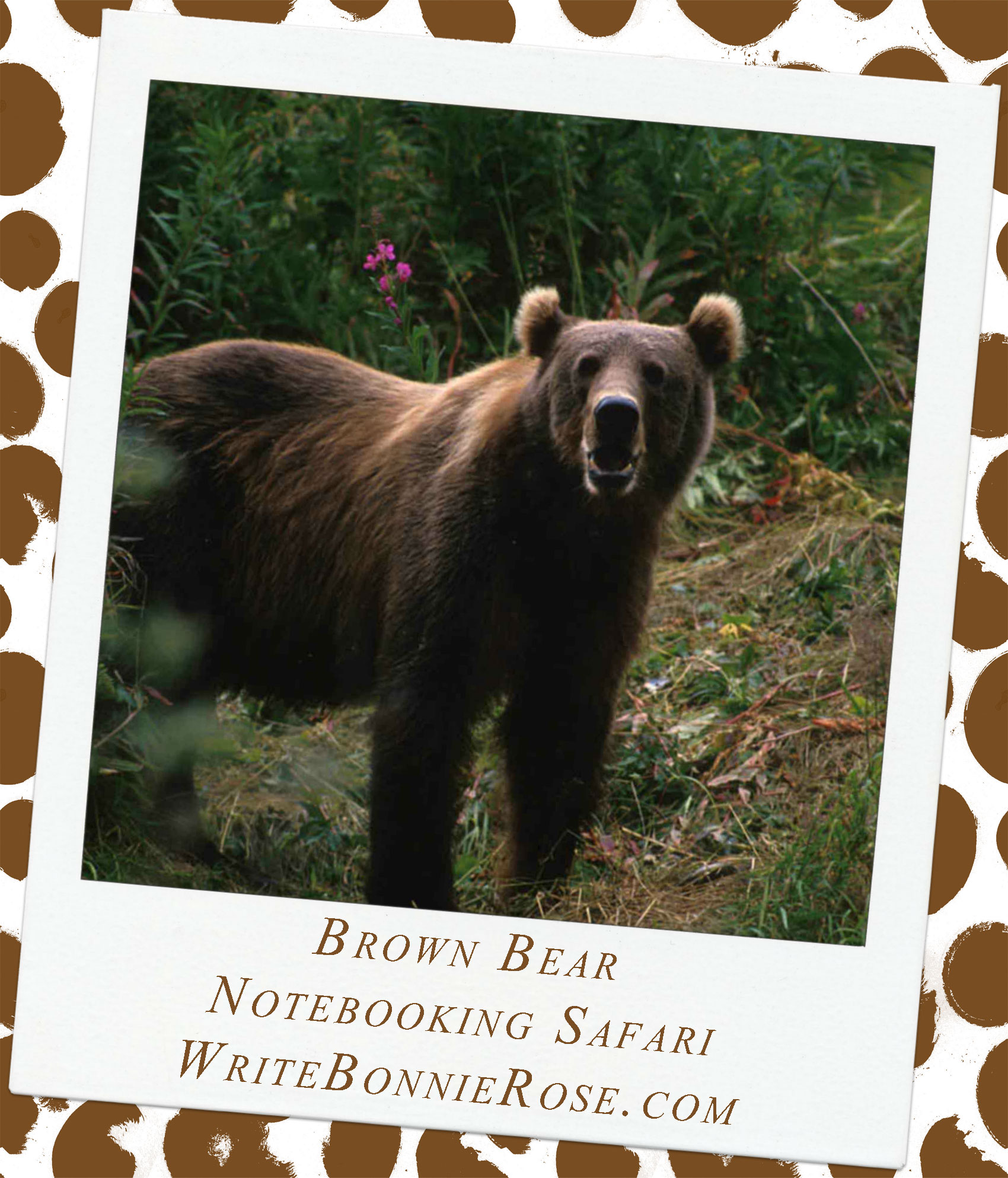 Notebooking Safari – Russia and the Brown Bear