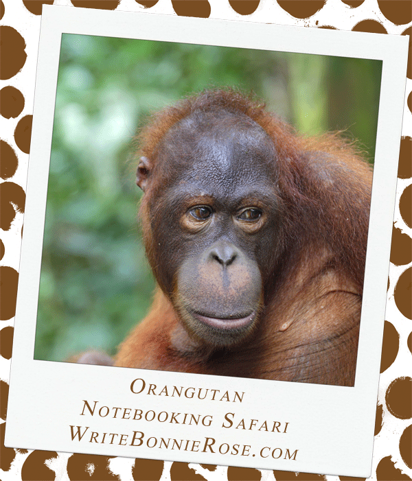 Notebooking Safari – Malaysia and the Orangutan