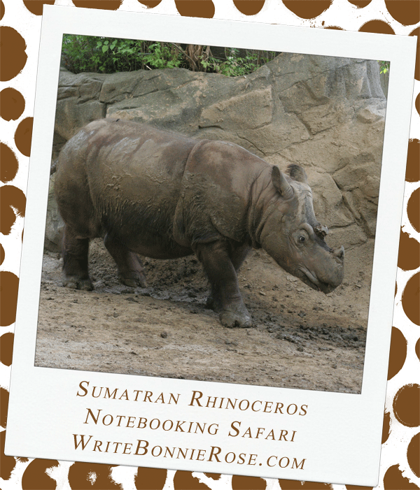 Sumatran rhinoceros safari notebooking page