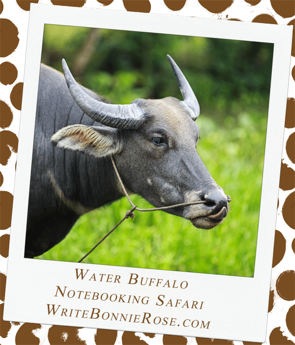 Water buffalo safari notebooking page