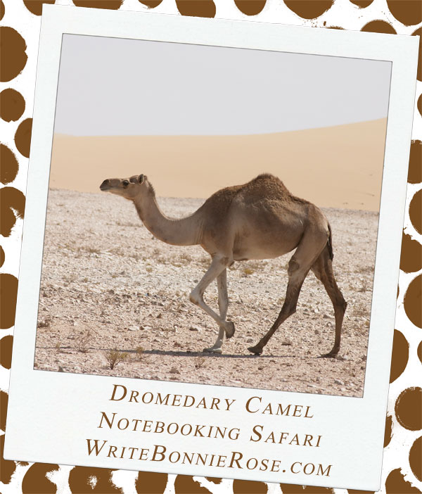 Dromedary Camel Notebooking Page