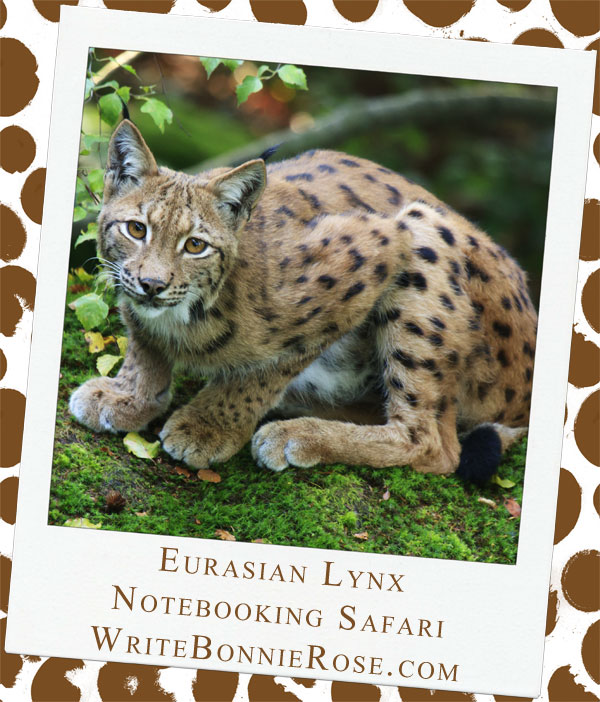 Eurasian Lynx and Iraq Notebooking Safari