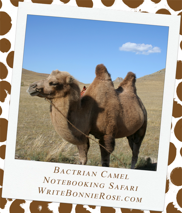 Bactrian Camel Notebooking Safari text with image of a camel