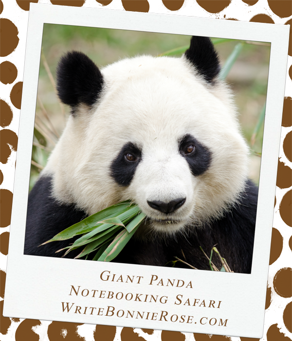 Notebooking Safari-China and the Giant Panda