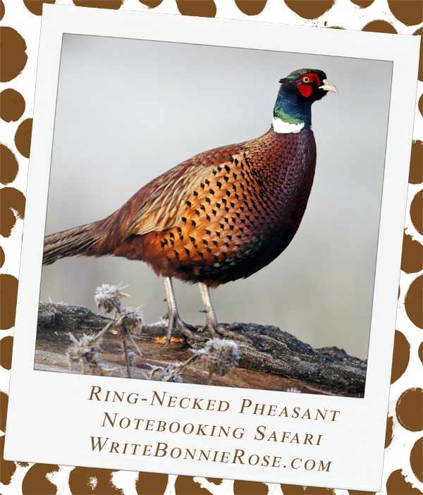Notebooking Safari-Iran and the Ring-Necked Pheasant