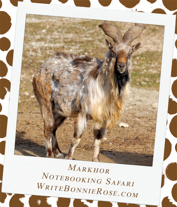Notebooking Safari-Tajikistan and the Markhor