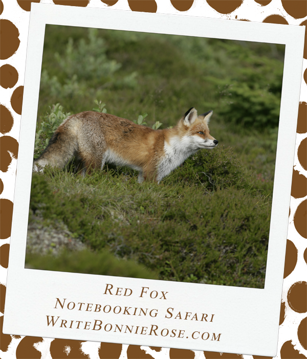 Notebooking Safari-Turkmenistan and the Red Fox