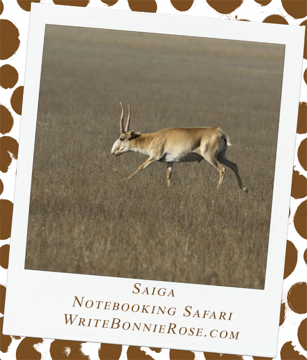 Notebooking Safari-Uzbekistan and the Saiga